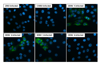 Anti-Dengue virus prM protein antibody [HL3287] used in Immunocytochemistry/ Immunofluorescence (ICC/IF). GTX640941